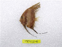 藏品(尖翅燕魚)的圖片